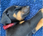 Small Photo #14 Doberman Pinscher Puppy For Sale in MILL SPRING, NC, USA