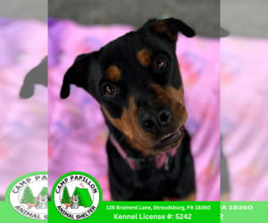 Rottweiler-Unknown Mix Dogs for adoption in Stroudsburg, PA, USA