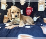 Small #3 Cocker Spaniel