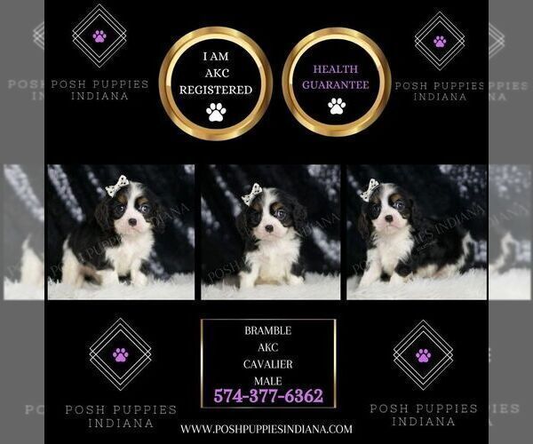 Medium Photo #50 Cavalier King Charles Spaniel Puppy For Sale in WARSAW, IN, USA