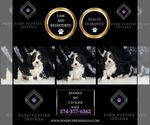Small Photo #50 Cavalier King Charles Spaniel Puppy For Sale in WARSAW, IN, USA