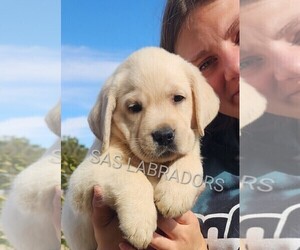 Labrador Retriever Puppy for sale in PINON HILLS, CA, USA