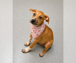 Small #1 Labrador Retriever Mix