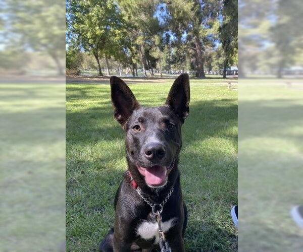 Medium Photo #5 Labrador Retriever-Unknown Mix Puppy For Sale in San Diego, CA, USA