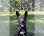 Small #4 Labrador Retriever Mix
