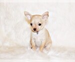 Puppy Bessie Chihuahua
