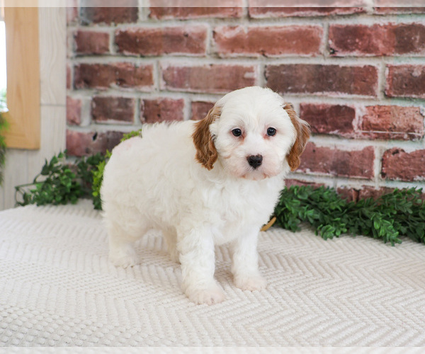 Medium Photo #3 Cavapoo (Miniature) Puppy For Sale in SYRACUSE, IN, USA