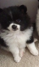 Pomeranian Puppy for sale in SPRING, TX, USA