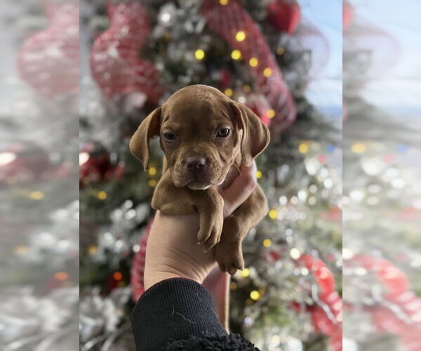 Medium Photo #3 Beagle-Unknown Mix Puppy For Sale in Shermans Dale, PA, USA