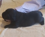 Small #13 Labrador Retriever