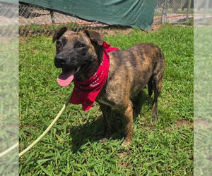 Mountain Cur-Unknown Mix Dogs for adoption in Elmsford, NY, USA