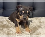 Small Photo #14 American Bully Puppy For Sale in BOLIVAR, MO, USA