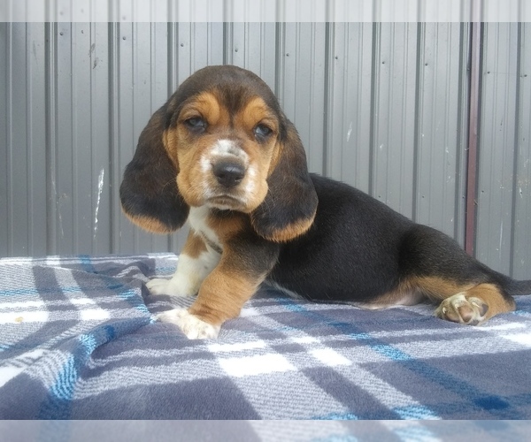 Medium Photo #23 Basset Hound Puppy For Sale in PETERSBURG, IN, USA