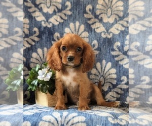 Cavalier King Charles Spaniel Puppy for sale in QUARRYVILLE, PA, USA