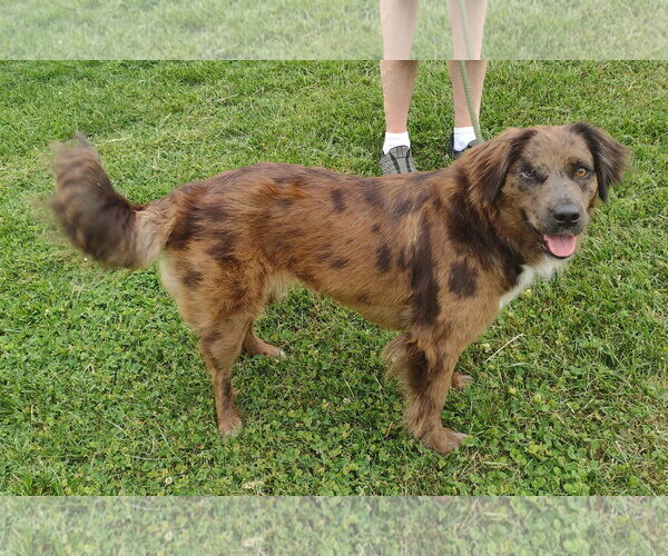 Medium Photo #3 Australian Shepherd-Unknown Mix Puppy For Sale in Cookeville, TN, USA