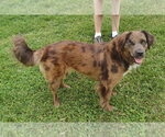 Small #2 Australian Shepherd Mix