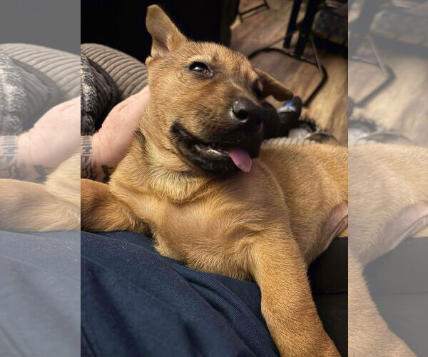 Medium Photo #1 Unknown-Welsh Corgi Mix Puppy For Sale in Kannapolis, NC, USA