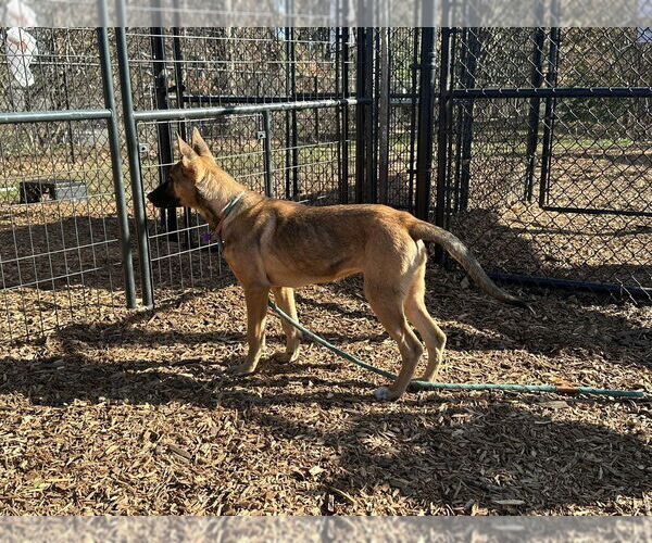 Medium Photo #4 Mutt Puppy For Sale in Imlay City, MI, USA