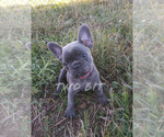 Small #9 French Bulldog