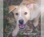 Small #4 Labrador Retriever Mix