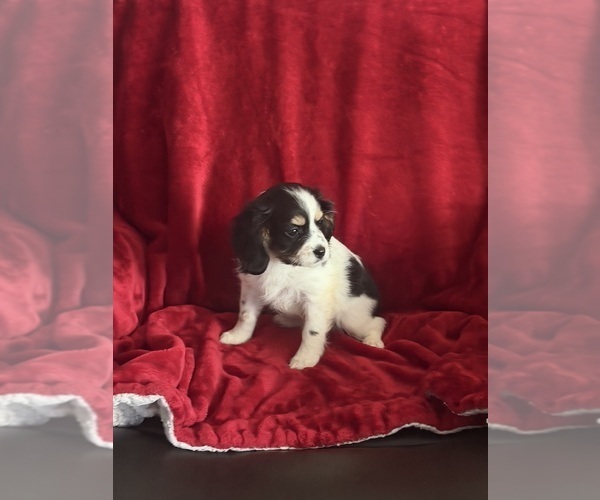 Medium Photo #2 Aussalier Puppy For Sale in MAPLETON, OR, USA