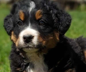 Bernese Mountain Dog-Saint Bernard Mix Puppy for sale in FRYTOWN, IA, USA
