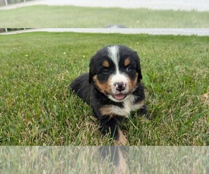 Bernese Mountain Dog Puppy for sale in GOSHEN, IN, USA