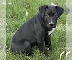 Small #1 Labrador Retriever Mix