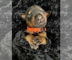 Small Photo #2 Doberman Pinscher Puppy For Sale in PACE, FL, USA