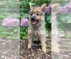 Finnish Spitz-Keeshond Mix Puppy for sale in MONCLOVA, OH, USA