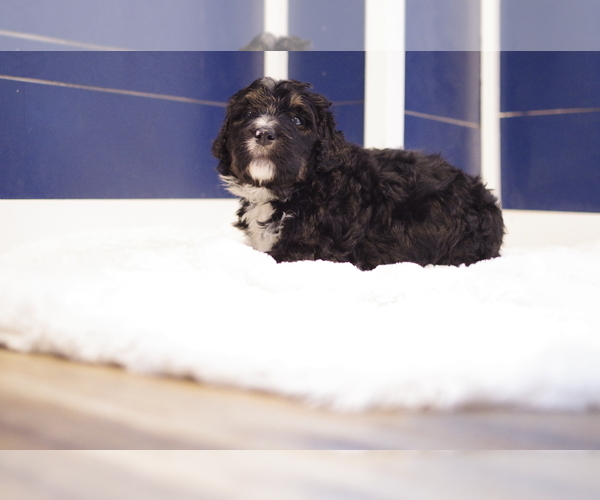 Medium Photo #2 Bernedoodle Puppy For Sale in GREAT FALLS, MT, USA