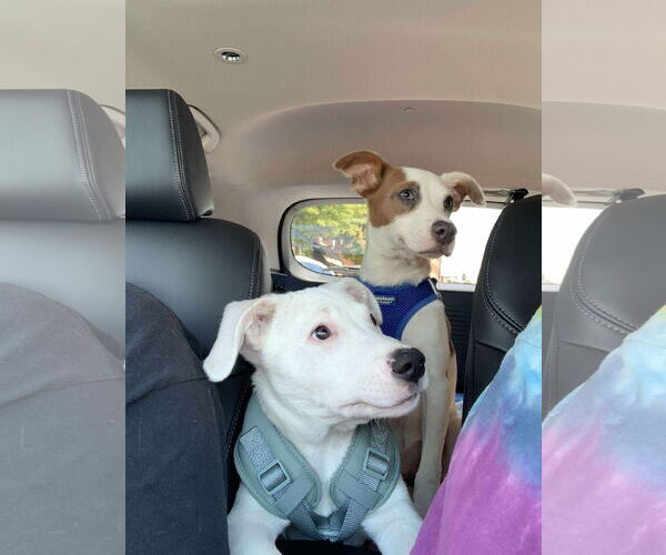 Medium Photo #3 Italian Greyhound-Unknown Mix Puppy For Sale in Sheboygan, WI, USA