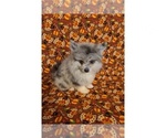 Small Photo #3 American Eskimo Dog Puppy For Sale in CLARKSVILLE, TN, USA