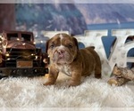 Image preview for Ad Listing. Nickname: chocolate merle