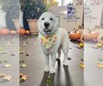 Small Great Pyrenees Mix