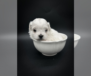 Zuchon Puppy for sale in FAIRBANK, IA, USA