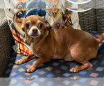 Small #1 Chihuahua Mix