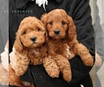 Small Photo #3 Poodle (Miniature) Puppy For Sale in LEOLA, PA, USA
