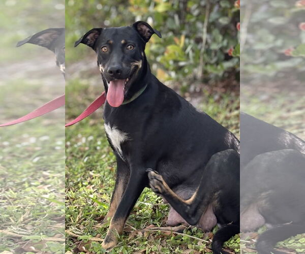 Medium Photo #1 Labrador Retriever-Unknown Mix Puppy For Sale in Royal Palm Beach, FL, USA