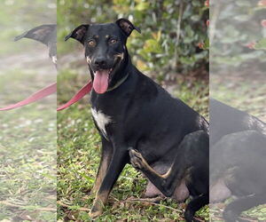 Labrador Retriever-Unknown Mix Dogs for adoption in Royal Palm Beach, FL, USA