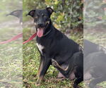 Small Labrador Retriever Mix