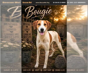 American Foxhound-Unknown Mix Dogs for adoption in Benton, PA, USA