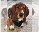 Small #2 Basset Hound