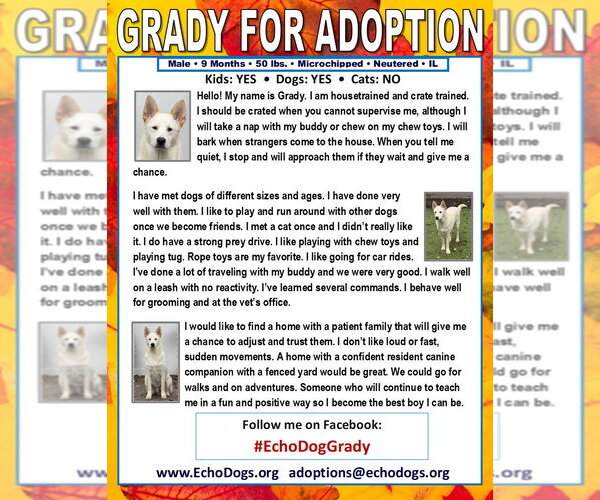 Medium Photo #2 Unknown-white german shepherd Mix Puppy For Sale in Hoffman Estates, IL, USA