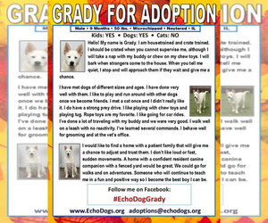 Grady - Female Unknown-white german shepherd Mix Dog for Adoption - Photo #2