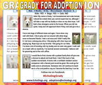 Small Photo #2 Unknown-white german shepherd Mix Puppy For Sale in Hoffman Estates, IL, USA