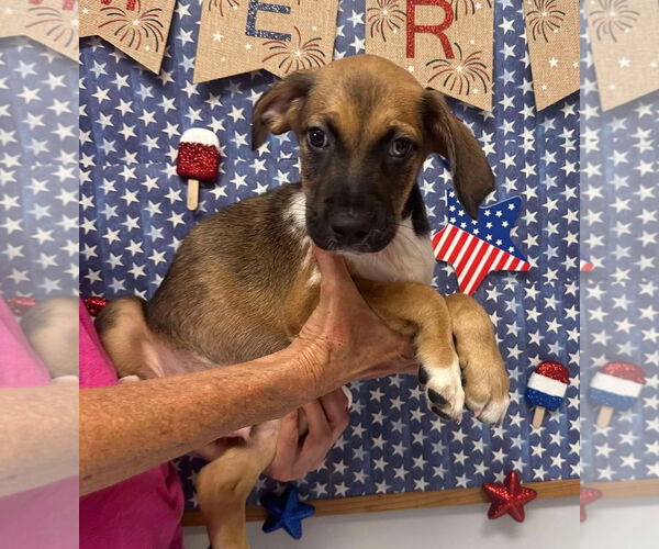Medium Photo #13 Mutt Puppy For Sale in Germantown, OH, USA