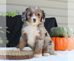 Bernedoodle (Miniature) Puppy for sale in NARVON, PA, USA