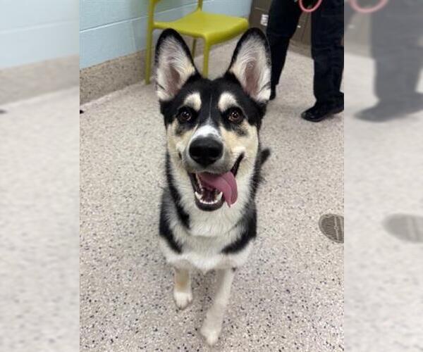 Medium Photo #1 German Shepherd Dog-Siberian Husky Mix Puppy For Sale in Brighton, CO, USA