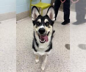 German Shepherd Dog-Siberian Husky Mix Dogs for adoption in Brighton, CO, USA